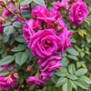 Purple Climbing Rose Seeds - Rare Non-GMO Heirloom Variety - 20 Pcs Outdoor Full Sun Purple Climbing Rose Seeds - Rare Non-GMO Heirloom Variety - 20 Pcs Outdoor Full Sun - Image 1