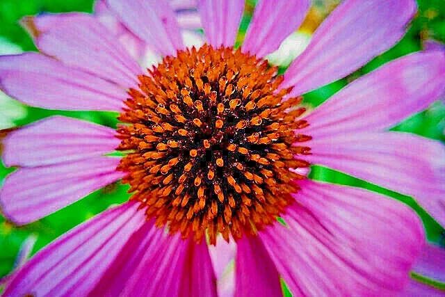 Purple Echinacea Coneflower Seeds - 101 Seeds, Easy Grow, Outdoor Perennial - Image 2