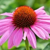 Purple Echinacea Coneflower Seeds - 101 Seeds, Easy Grow, Outdoor Perennial - Image 1