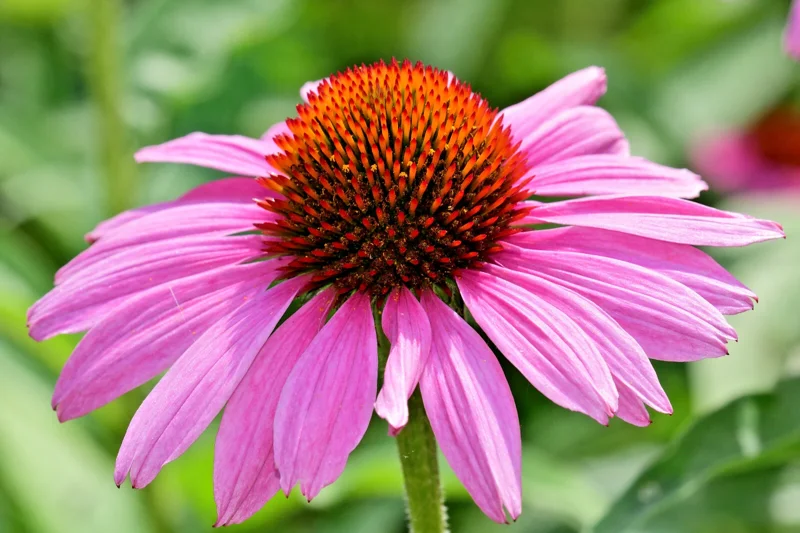 Purple Echinacea Coneflower Seeds - 101 Seeds, Easy Grow, Outdoor Perennial - Image 1