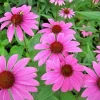 Purple Echinacea Seeds - 100 Coneflower Seeds, Large Daisy-Like Flowers, Perennial Outdoor - Image 1