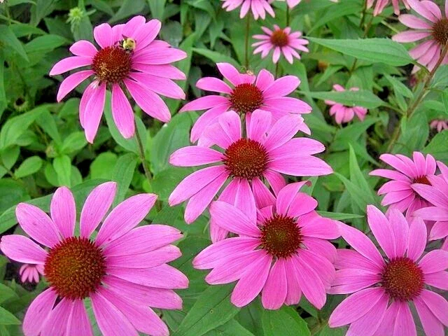 Purple Echinacea Seeds - 100 Coneflower Seeds, Large Daisy-Like Flowers, Perennial Outdoor - Image 1