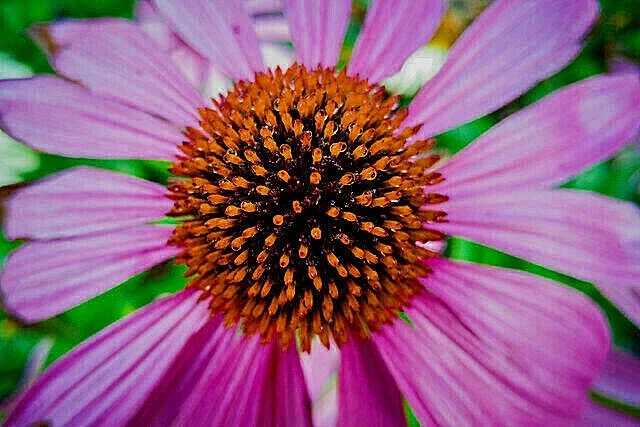 Purple Echinacea Seeds - Coneflower Seeds for Outdoor Gardens - 100 Seeds - Image 2