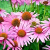 Purple Echinacea Seeds - Coneflower Seeds for Outdoor Gardens - 100 Seeds - Image 1
