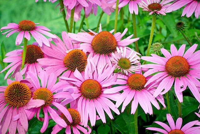 Purple Echinacea Seeds - Coneflower Seeds for Outdoor Gardens - 100 Seeds - Image 1