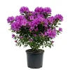 Purple Formosa Azalea Live Plant - Vibrant Large Blooms, 4-8 Inch Tall Shrub for Gardens - Image 1