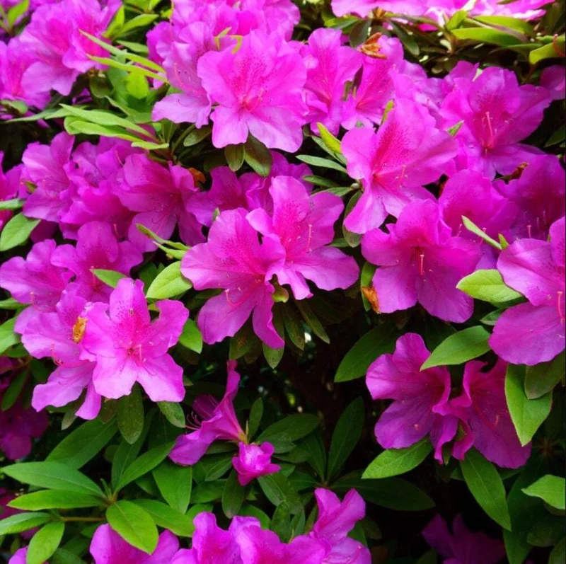 Purple Formosa Azalea Live Plant - Vibrant Large Blooms, 4-8 Inch Tall Shrub for Gardens Purple Formosa Azalea Live Plant - Vibrant Large Blooms, 4-8 Inch Tall Shrub for Gardens - Image 2