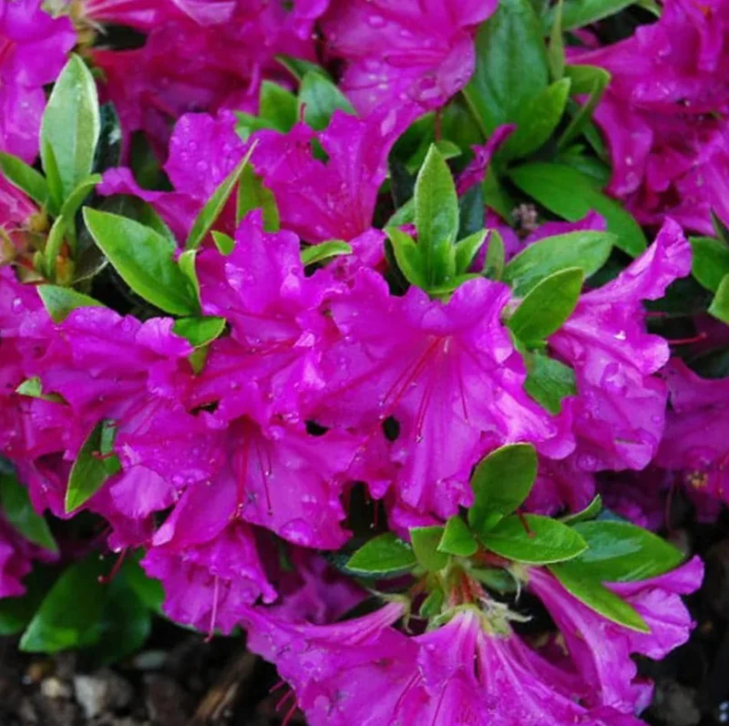 Purple Formosa Azalea Live Plant - Vibrant Large Blooms, 4-8 Inch Tall Shrub for Gardens Purple Formosa Azalea Live Plant - Vibrant Large Blooms, 4-8 Inch Tall Shrub for Gardens - Image 3