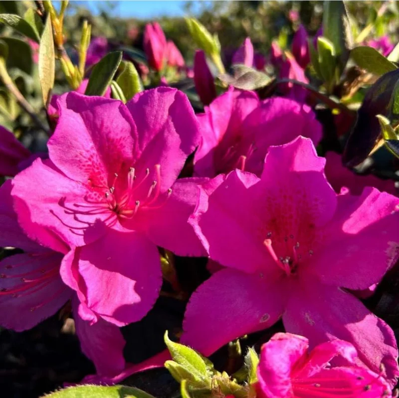 Purple Formosa Azalea Live Plant - Vibrant Large Blooms, 4-8 Inch Tall Shrub for Gardens Purple Formosa Azalea Live Plant - Vibrant Large Blooms, 4-8 Inch Tall Shrub for Gardens - Image 4