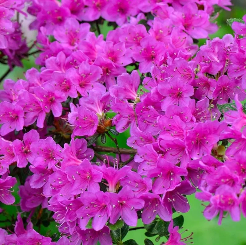 Purple Formosa Azalea Live Plant - Vibrant Large Blooms, 4-8 Inch Tall Shrub for Gardens Purple Formosa Azalea Live Plant - Vibrant Large Blooms, 4-8 Inch Tall Shrub for Gardens - Image 5