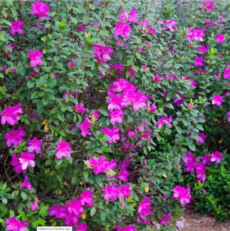 Purple Formosa Azalea Live Plant - Vibrant Large Blooms, 4-8 Inch Tall Shrub for Gardens Purple Formosa Azalea Live Plant - Vibrant Large Blooms, 4-8 Inch Tall Shrub for Gardens - Image 6