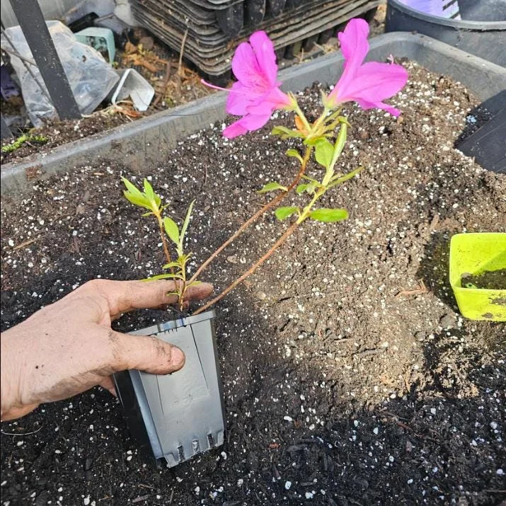 Purple Formosa Azalea Live Plant - Vibrant Large Blooms, 4-8 Inch Tall Shrub for Gardens Purple Formosa Azalea Live Plant - Vibrant Large Blooms, 4-8 Inch Tall Shrub for Gardens - Image 8