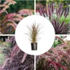 Purple Fountain Grass Live Plant, 4-6 Inch Tall, Ornamental Grass - Image 1