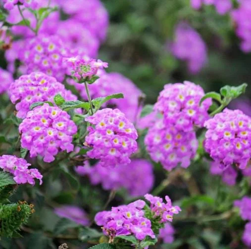 Purple Lantana Live Plant – Fragrant Perennial Flowers – 4-6 Inch Tall Purple Lantana Live Plant – Fragrant Perennial Flowers – 4-6 Inch Tall - Image 2