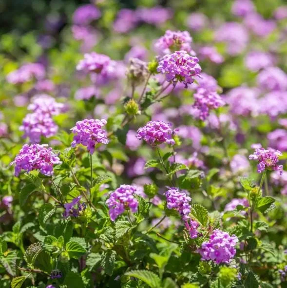 Purple Lantana Live Plant – Fragrant Perennial Flowers – 4-6 Inch Tall Purple Lantana Live Plant – Fragrant Perennial Flowers – 4-6 Inch Tall - Image 3