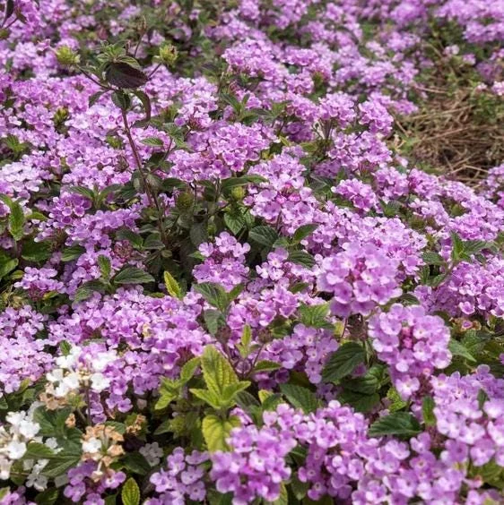 Purple Lantana Live Plant – Fragrant Perennial Flowers – 4-6 Inch Tall Purple Lantana Live Plant – Fragrant Perennial Flowers – 4-6 Inch Tall - Image 5