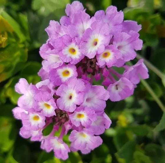 Purple Lantana Live Plant – Fragrant Perennial Flowers – 4-6 Inch Tall Purple Lantana Live Plant – Fragrant Perennial Flowers – 4-6 Inch Tall - Image 6