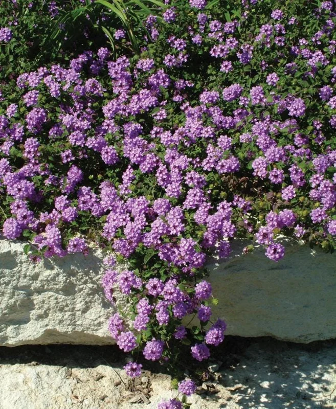 Purple Lantana Live Plant – Fragrant Perennial Flowers – 4-6 Inch Tall Purple Lantana Live Plant – Fragrant Perennial Flowers – 4-6 Inch Tall - Image 7