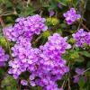 Purple Lantana Live Plant – Fragrant Perennial Flowers – 4-6 Inch Tall - Image 1