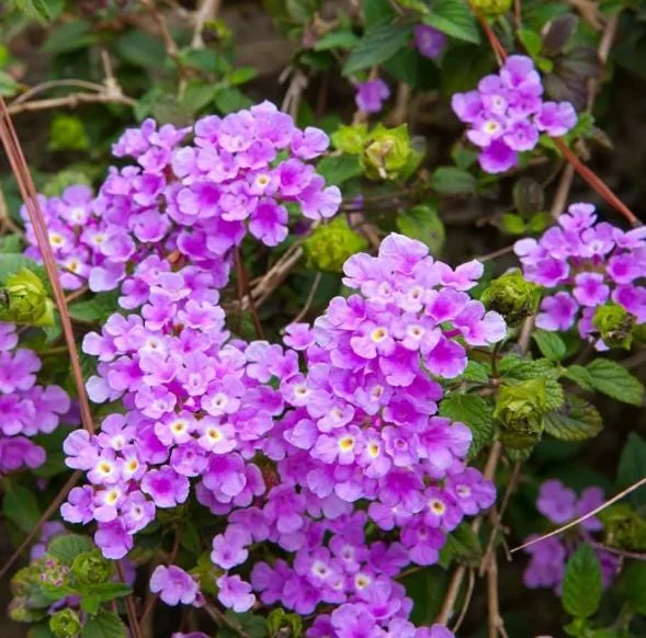 Purple Lantana Live Plant – Fragrant Perennial Flowers – 4-6 Inch Tall Purple Lantana Live Plant – Fragrant Perennial Flowers – 4-6 Inch Tall - Image 1