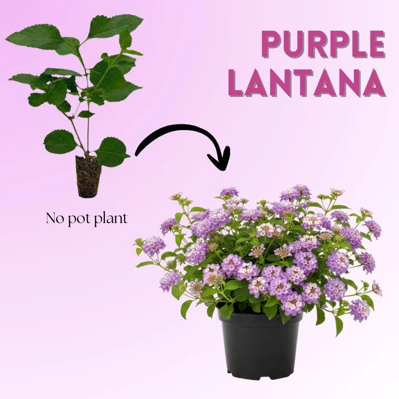Purple Lantana Live Plant Set of 2, 6-10 Inches Tall, Trailing Perennial Flowers for Garden - Image 2