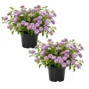Purple Lantana Live Plant Set of 2, 6-10 Inches Tall, Trailing Perennial Flowers for Garden - Image 1