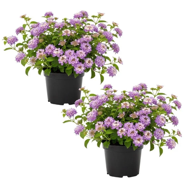 Purple Lantana Live Plant Set of 2, 6-10 Inches Tall, Trailing Perennial Flowers for Garden - Image 1