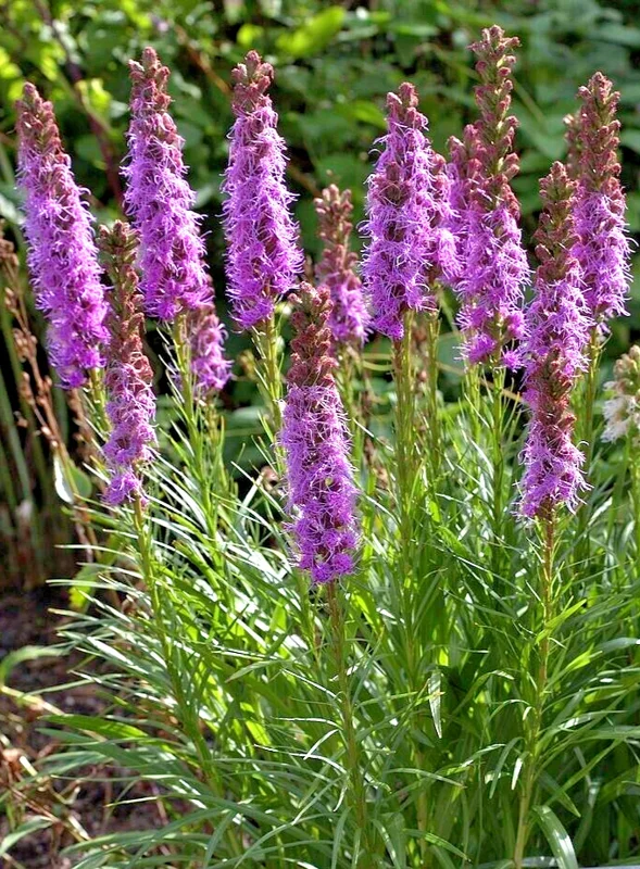 Purple Liatris Spicata Seeds - Blazing Star Gayfeather, 100 Perennial Flower Seeds, Outdoor - Image 2