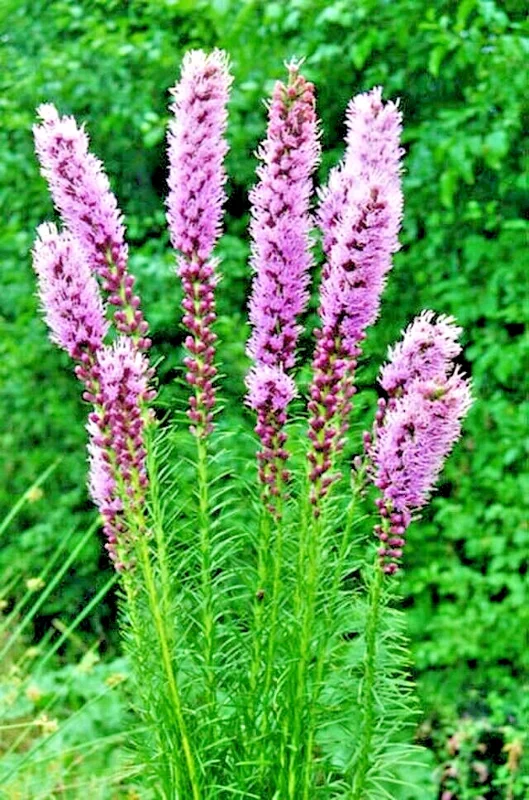 Purple Liatris Spicata Seeds - Blazing Star Gayfeather, 101 Seeds, Outdoor Perennial - Image 2