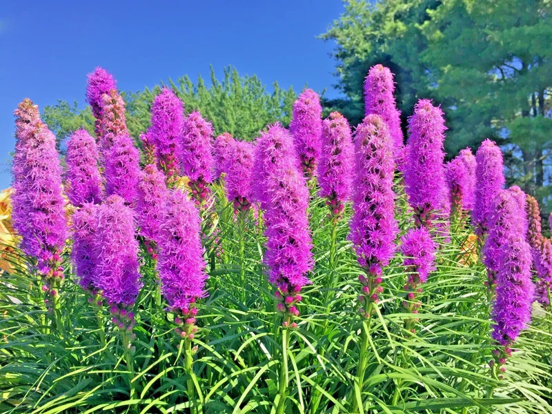 Purple Liatris Spicata Seeds - Blazing Star Gayfeather Flower Seeds (102 Count) - Outdoor, Perennial - Image 2
