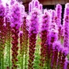 Purple Liatris Spicata Seeds - Blazing Star Gayfeather, 100 Perennial Flower Seeds, Outdoor - Image 1