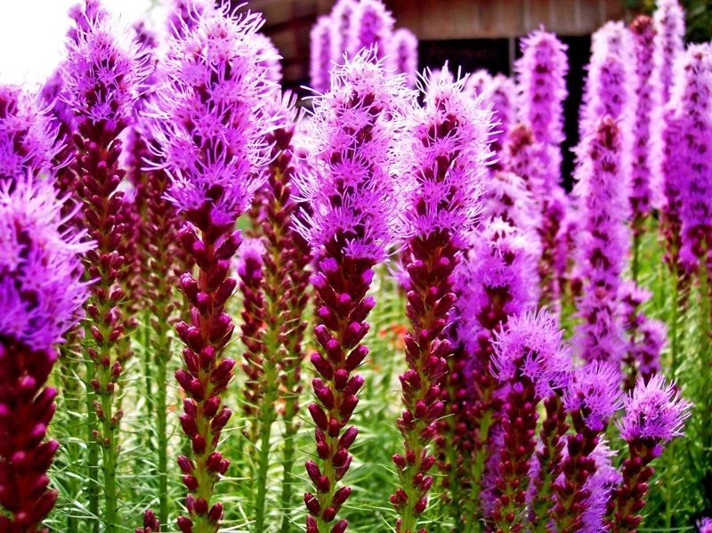 Purple Liatris Spicata Seeds - Blazing Star Gayfeather, 100 Perennial Flower Seeds, Outdoor - Image 1