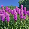 Purple Liatris Spicata Seeds - Blazing Star Gayfeather, 101 Seeds, Outdoor Perennial - Image 1