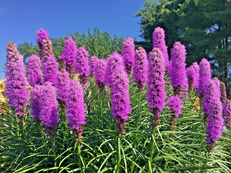 Purple Liatris Spicata Seeds - Blazing Star Gayfeather, 101 Seeds, Outdoor Perennial - Image 1