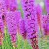 Purple Liatris Spicata Seeds - Blazing Star Gayfeather Flower Seeds (102 Count) - Outdoor, Perennial - Image 1