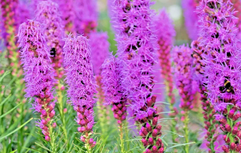 Purple Liatris Spicata Seeds - Blazing Star Gayfeather Flower Seeds (102 Count) - Outdoor, Perennial - Image 1
