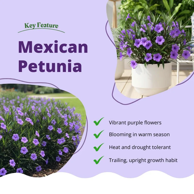 Purple Mexican Petunia Live Plant – 3-5 Inch Tall Perennial Flowers for Outdoor - Image 2