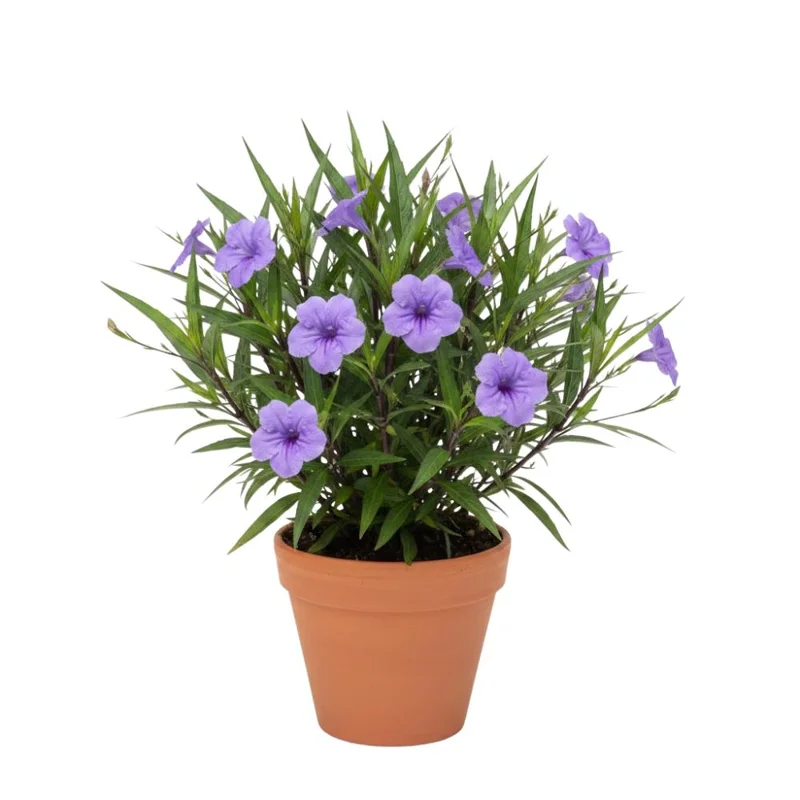 Purple Mexican Petunia Live Plant – 3-5 Inch Tall Perennial Flowers for Outdoor - Image 1