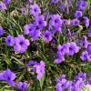 Purple Mexican Petunia Live Plant – Vibrant Blooms, 3-5 Inch Tall, 4 Inch Pot - Image 1