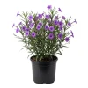 Purple Mexico Petunia Live Plant 4-8 Inch Tall - Perennial Flowers for Garden - Image 1