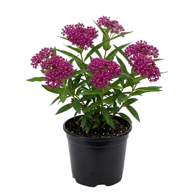 Purple Milkweed Live Plant – 12-18 Inches Tall – Outdoor Perennial for Pollinators Purple Milkweed Live Plant – 12-18 Inches Tall – Outdoor Perennial for Pollinators - Image 1