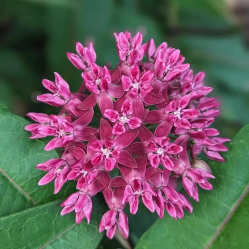 Purple Milkweed Live Plant – 12-18 Inches Tall – Outdoor Perennial for Pollinators Purple Milkweed Live Plant – 12-18 Inches Tall – Outdoor Perennial for Pollinators - Image 5
