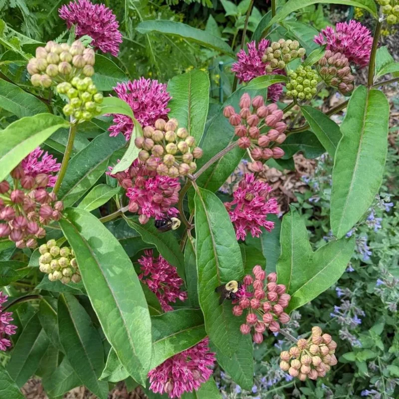 Purple Milkweed Live Plant – 12-18 Inches Tall – Outdoor Perennial for Pollinators Purple Milkweed Live Plant – 12-18 Inches Tall – Outdoor Perennial for Pollinators - Image 6