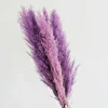 Purple Pampas Grass Seeds - 200 Perennial Ornamental Grass Seeds - Image 1