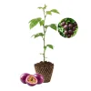 Purple Passion Fruit Live Plant - 3-5 Inches Tall, Cold Hardy Passiflora - Image 1