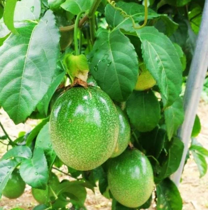 Purple Passion Fruit Live Plant – Tropical Vine – 4 Inch Pot, 10-12 Inch Tall – Edible Fruit - Image 2