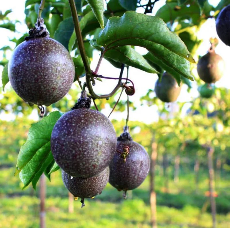 Purple Passion Fruit Live Plant – Tropical Vine – 4 Inch Pot, 10-12 Inch Tall – Edible Fruit - Image 1