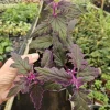 Purple Passion Plant Gynura Aurantiaca Live Houseplant - 4 Inch Pot - Image 1