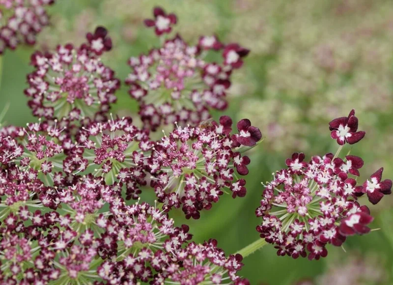 Purple Pink Queen Anne's Lace Seeds - Daucus Carota Purpura - 100 Seeds, Biennial Flower, Outdoor - Image 2