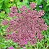 Purple Pink Queen Anne's Lace Seeds - Daucus Carota Purpura - 100 Seeds, Biennial Flower, Outdoor - Image 1